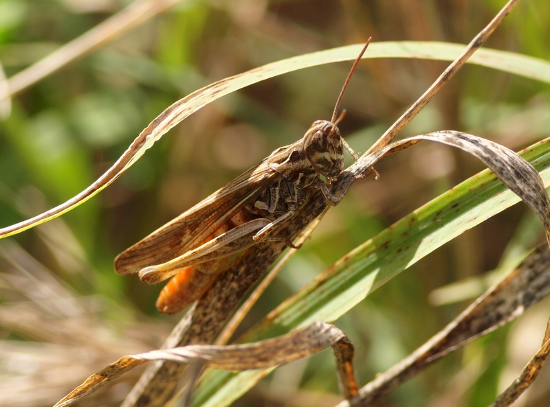 Glyptobothrus brunneus brunneus (Thunberg, 1815)